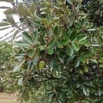 Quercus phillyreoides Yaprak