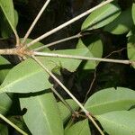 Ixora nicaraguensis Leaf