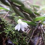 Afropectinariella gabonensis Flower