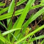 Hypoxis baurii Leaf