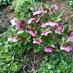 Helleborus orientalisFlower