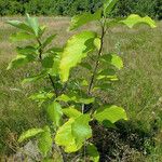 Magnolia acuminata Habit