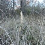 Elymus virginicus Habitus