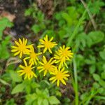 Senecio ampullaceus Кветка