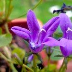 Campanula portenschlagianaKukka