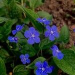 Omphalodes verna Flower