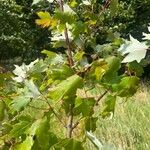 Acer × freemanii পাতা