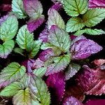 Strobilanthes alternata Fulla