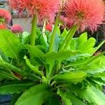 Scadoxus multiflorus Συνήθη χαρακτηριστικά