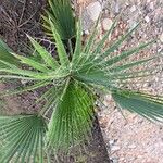 Washingtonia robustaBlatt