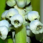 Muscari botryoides 花