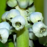Muscari botryoides Flor