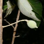 Styrax argenteus Frukto