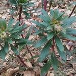 Euphorbia amygdaloides Blatt