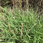 Plantago crassifolia Hoja