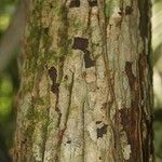Manilkara bidentata Corteza