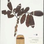 Iryanthera elliptica Blatt