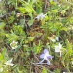 Viola pedata Leaf