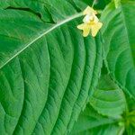 Corchorus olitorius Flower