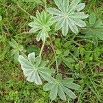 Lupinus cosentinii Leaf