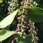 Coriaria ruscifolia Meyve