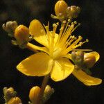 Hypericum empetrifolium Квітка