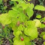 Rubus idaeus Habit