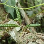 Microgramma mauritiana Leaf