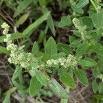 Chenopodium ficifoliumCvet