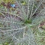 Cynara humilis Blad