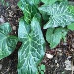 Arum italicum Liść