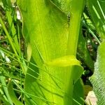 Platanthera chlorantha Levél