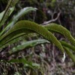 Asplenium scolopendriumपत्ता