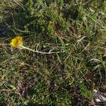 Inula montana Habit