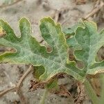 Citrullus colocynthis Leaf