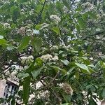 Ehretia dicksonii Flower