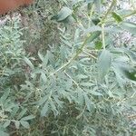 Halimodendron halodendron Corteza