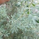 Caragana halodendron പുറംതൊലി