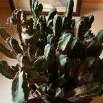 Euphorbia resinifera Yaprak