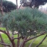 Pinus densiflora Folha