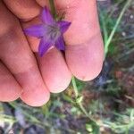 Campanula rotundifoliaFlower