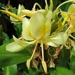 Hedychium flavescens Fiore