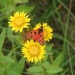 Inula spiraeifolia Kvet