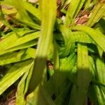 Carex plantaginea Leaf