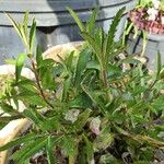 Verbena bonariensisBlad