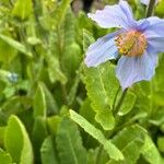 Meconopsis grandis Blüte