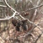 Alnus serrulata Fruto