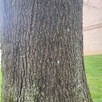 Quercus phellos Bark