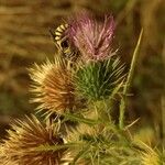 Cirsium vulgareFlor