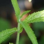 Veronica longifolia Leaf